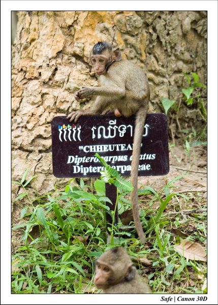 2006 - 07 - Temple angkor - Singes 25